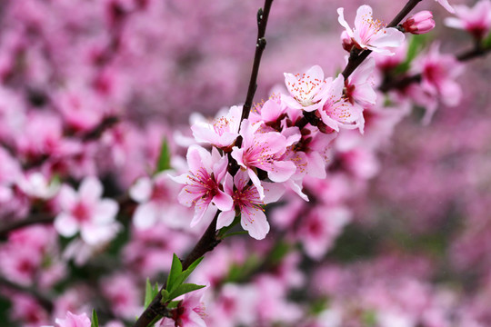 桃花