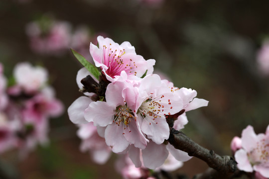 桃花