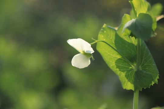 白豌豆花