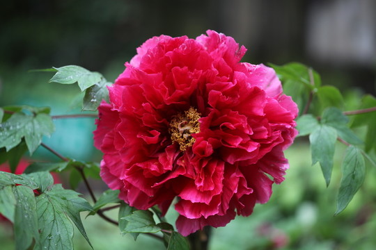 紅牡丹
