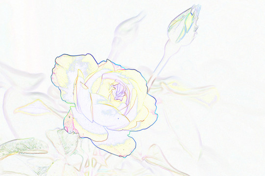 藝術(shù)花卉 黃玫瑰