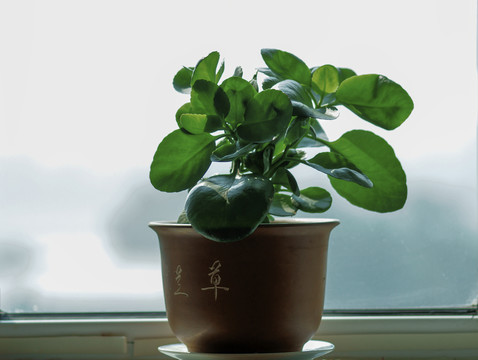 盆花