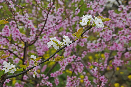 桃花梨花爭艷