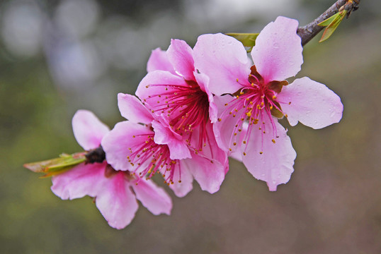 桃花盛開