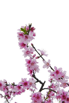 桃花盛開