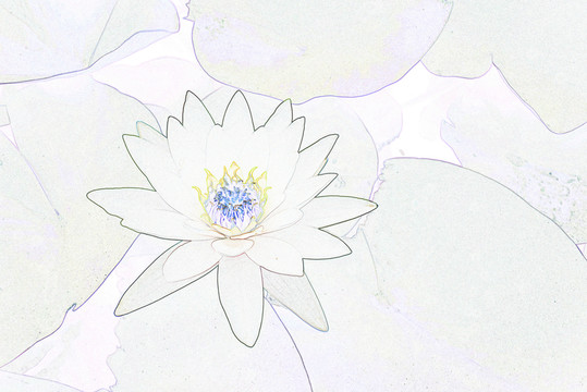 藝術(shù)花卉 睡蓮