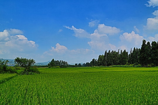 田野
