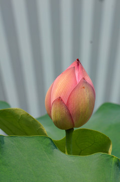 荷花 覺