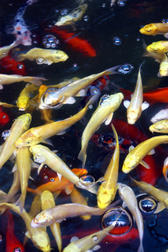 觀賞魚 錦鯉 金魚