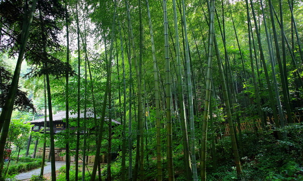 黃山