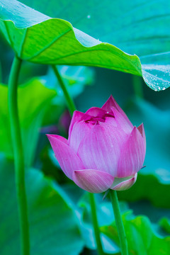 荷花