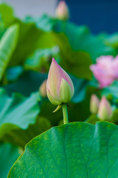荷花