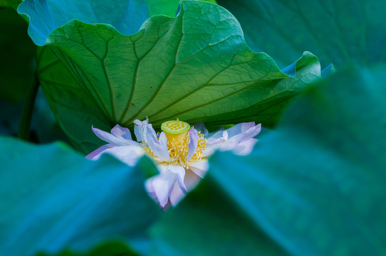 荷花