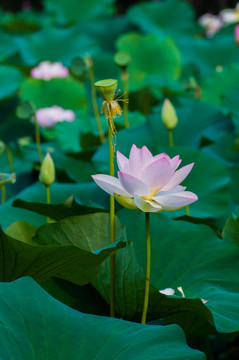 荷花