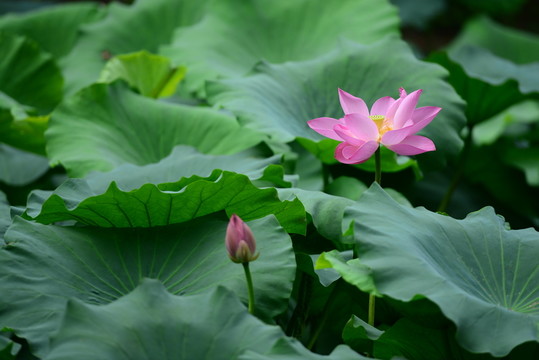 荷花