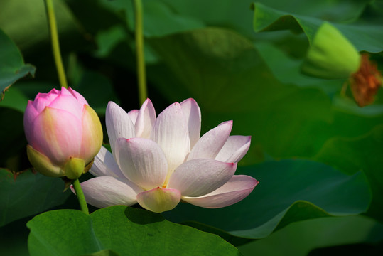 荷花與花蕾