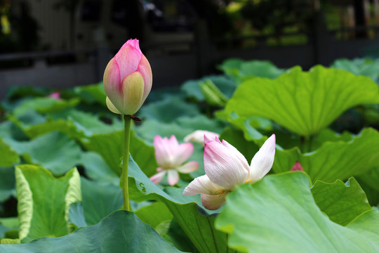 荷花