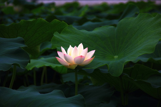 荷花