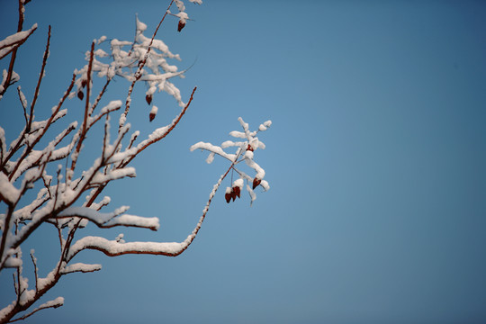 雪后樹(shù)掛