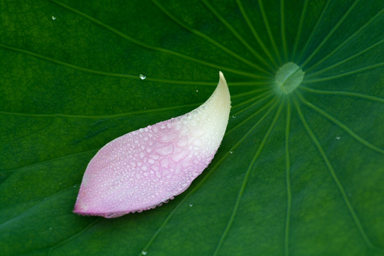 荷花