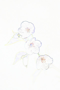 電腦繪畫(huà) 櫻花