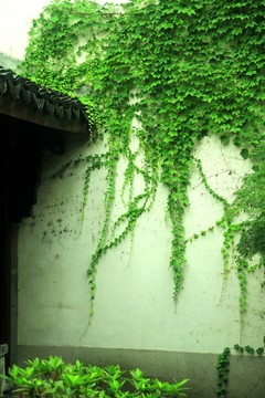 胡雪巖故居 爬山虎