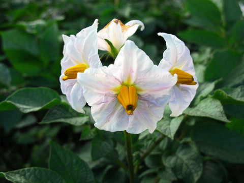 馬鈴薯花