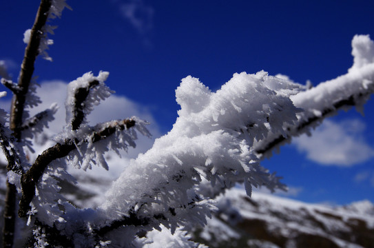 樹枝 冬雪