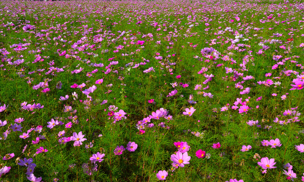 波斯菊花海