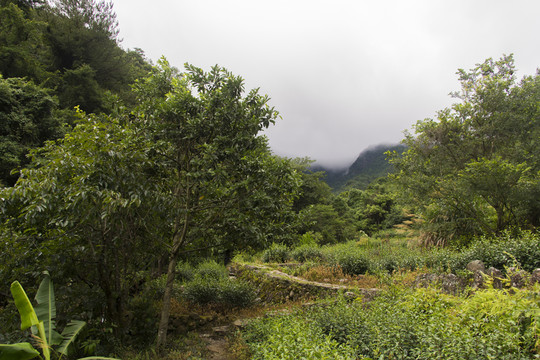 云霧山林中的小路