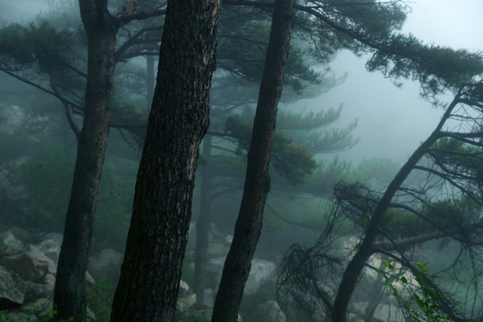 泰山叢林