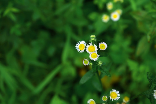 野菊花