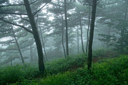 云霧山林