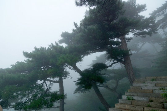 松林盤道