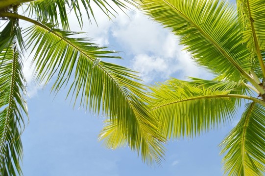 海南 椰子樹