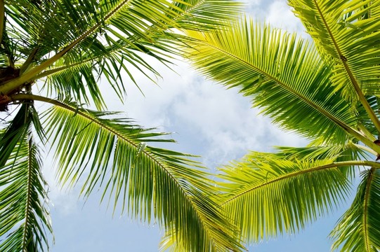 海南椰子樹