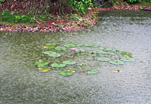 蓮池