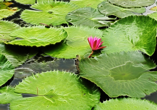 蓮韻無(wú)框畫