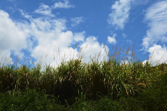 碧草藍(lán)天