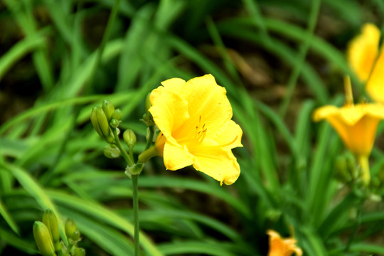 黃花