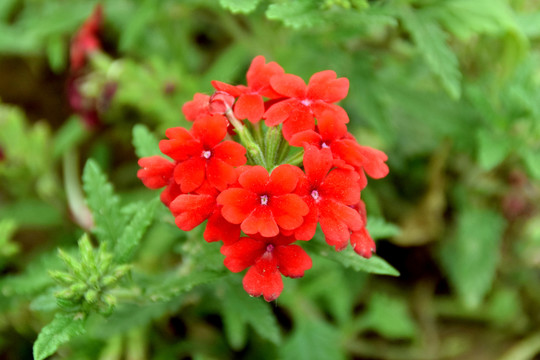 紅花