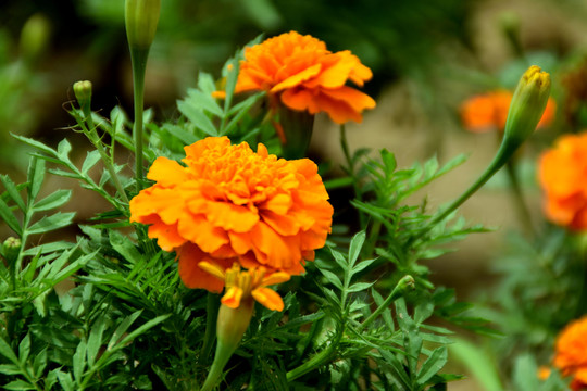 黃花