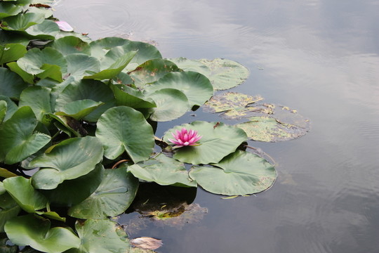 荷花