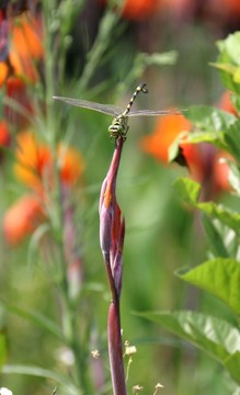蜻蜓