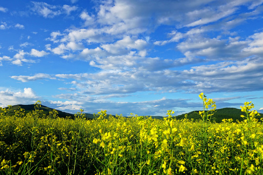 田野油菜花