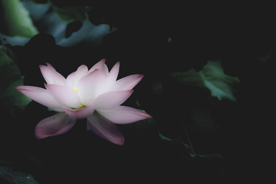 荷花