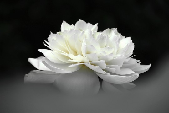 白蓮花