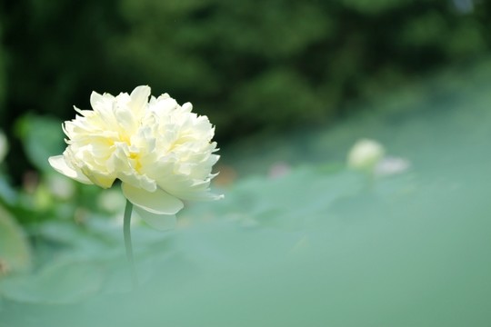 荷花 白蓮花