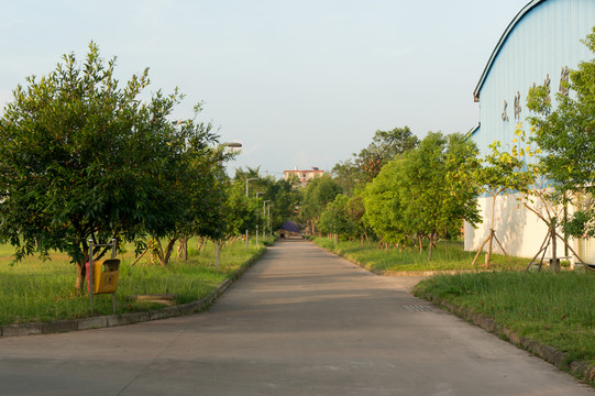 夕陽下的路