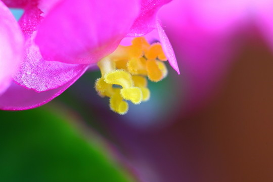 花蕊